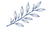 Olive branch